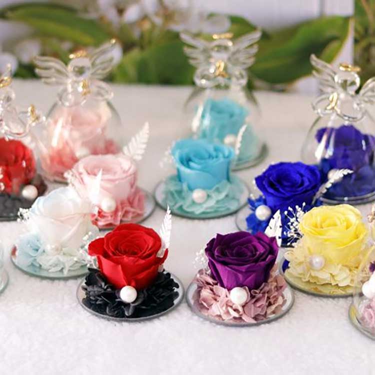 தேவதை நித்திய ரோஜா